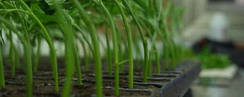 Tecnologías de Producción y Transformación del Cannabis